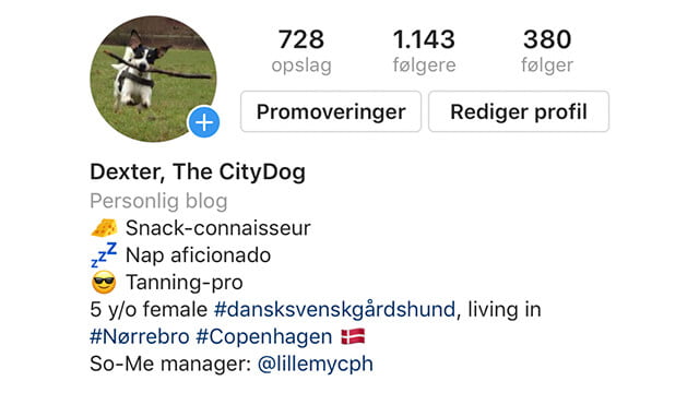 Hvad er en hund uden et Instagram-konto? Eller det er nok snarere et spørgsmål om, når ens ejer interesserer sig for sociale medier, så er hundeverdenen en sjov måde at udforske, lære nyt og altid være opdateret på de nyeste features. Derfor endte Dexter med at få sin egen konto.